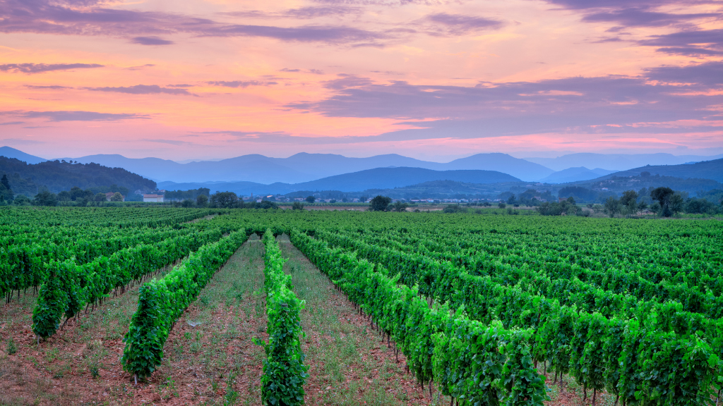 Languedoc-Roussillon wijnstreek
